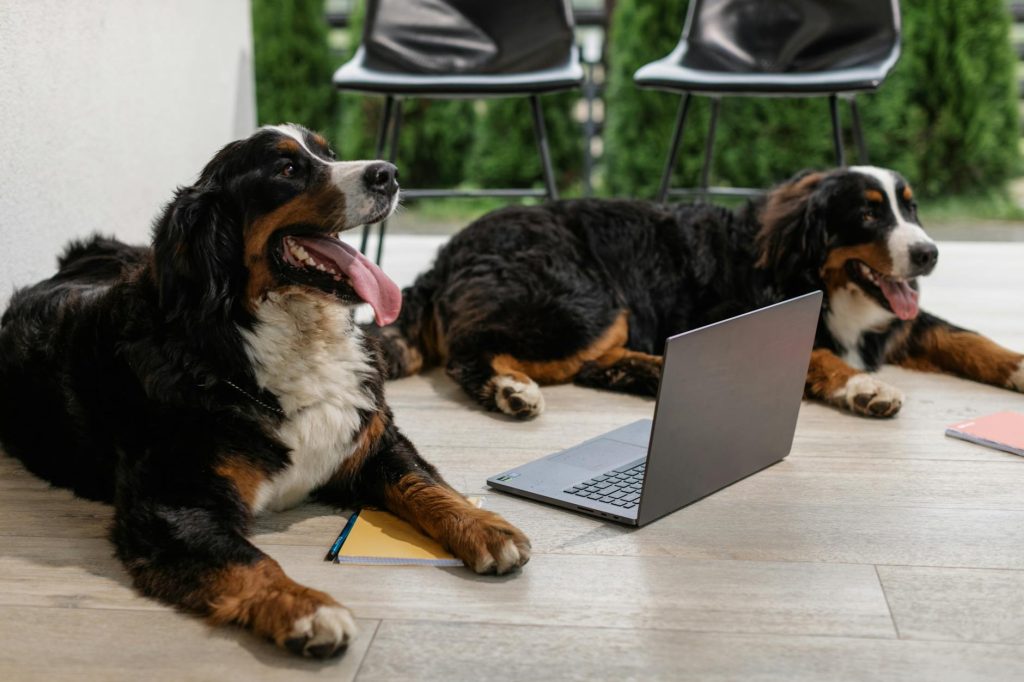 Two Bernese Mountain Dogs lying next to a laptop with playful expressions. Outdoor setting.