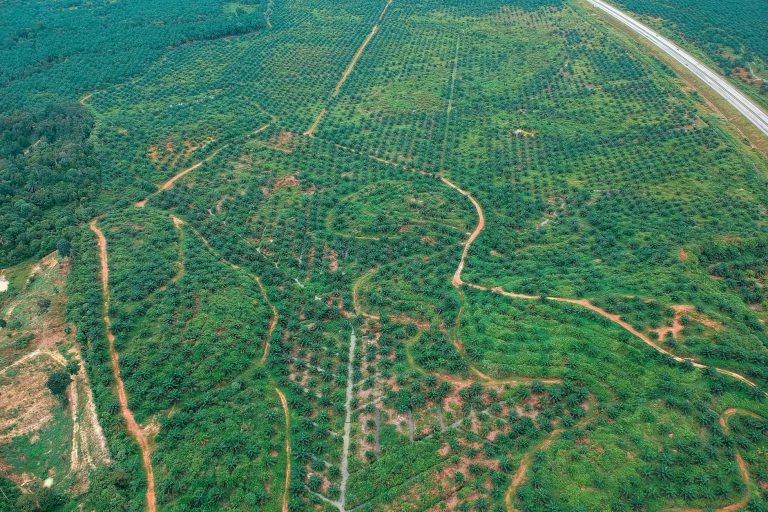 Breathtaking aerial view of expansive plantation landscape in Kemaman, Malaysia.