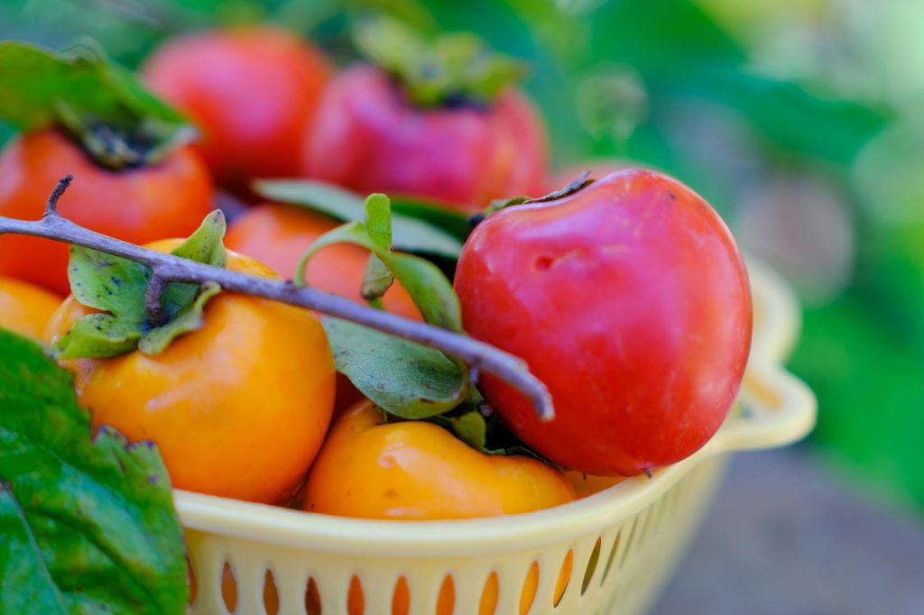 Free stock photo of autumnbeauty, autumnfresh, autumnfruit