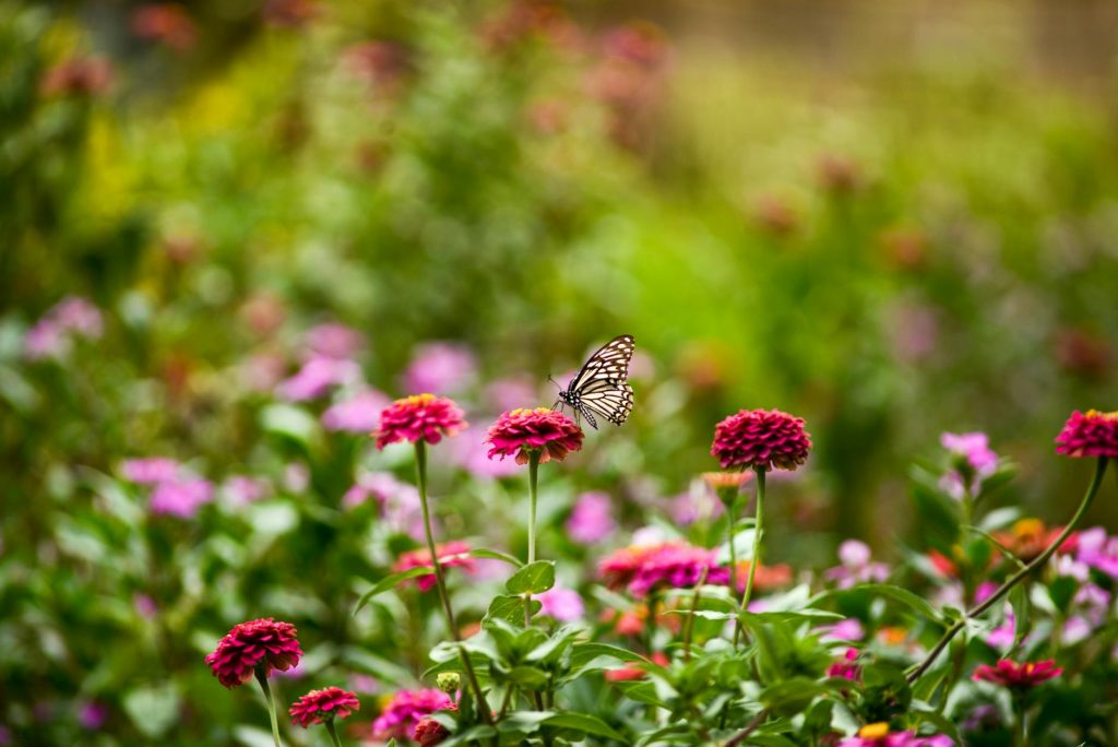 Beautiful butterfly perched on vibrant zinnia flowers in a lush garden setting.