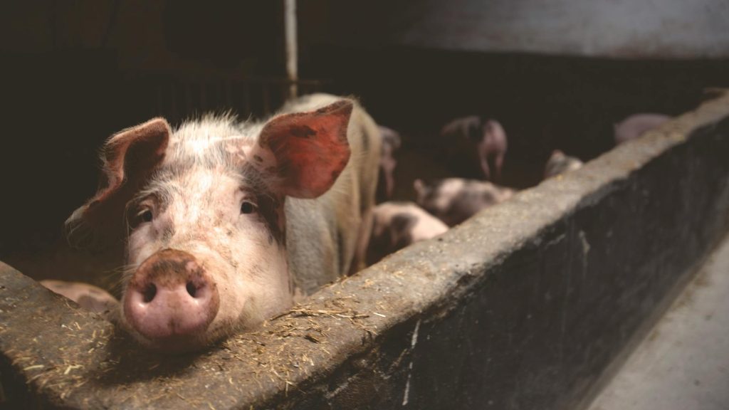 Close-up of a curious pig in a barn, highlighting farm life.