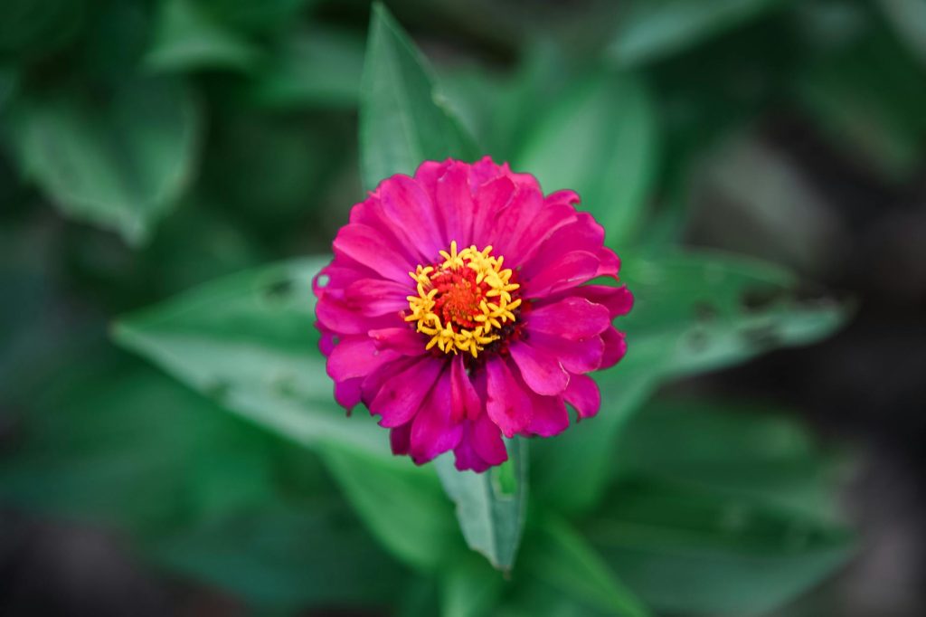 A stunning close-up of a vibrant pink zinnia flower with lush green leaves, showcasing nature's beauty.