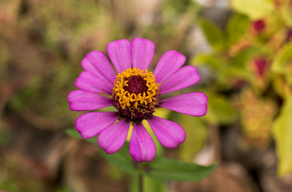 A captivating close-up of a vibrant pink Zinnia flower against a blurred background.